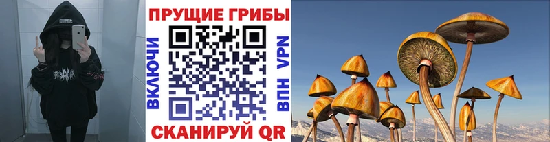 магазин    Петропавловск-Камчатский  Галлюциногенные грибы Psilocybine cubensis 